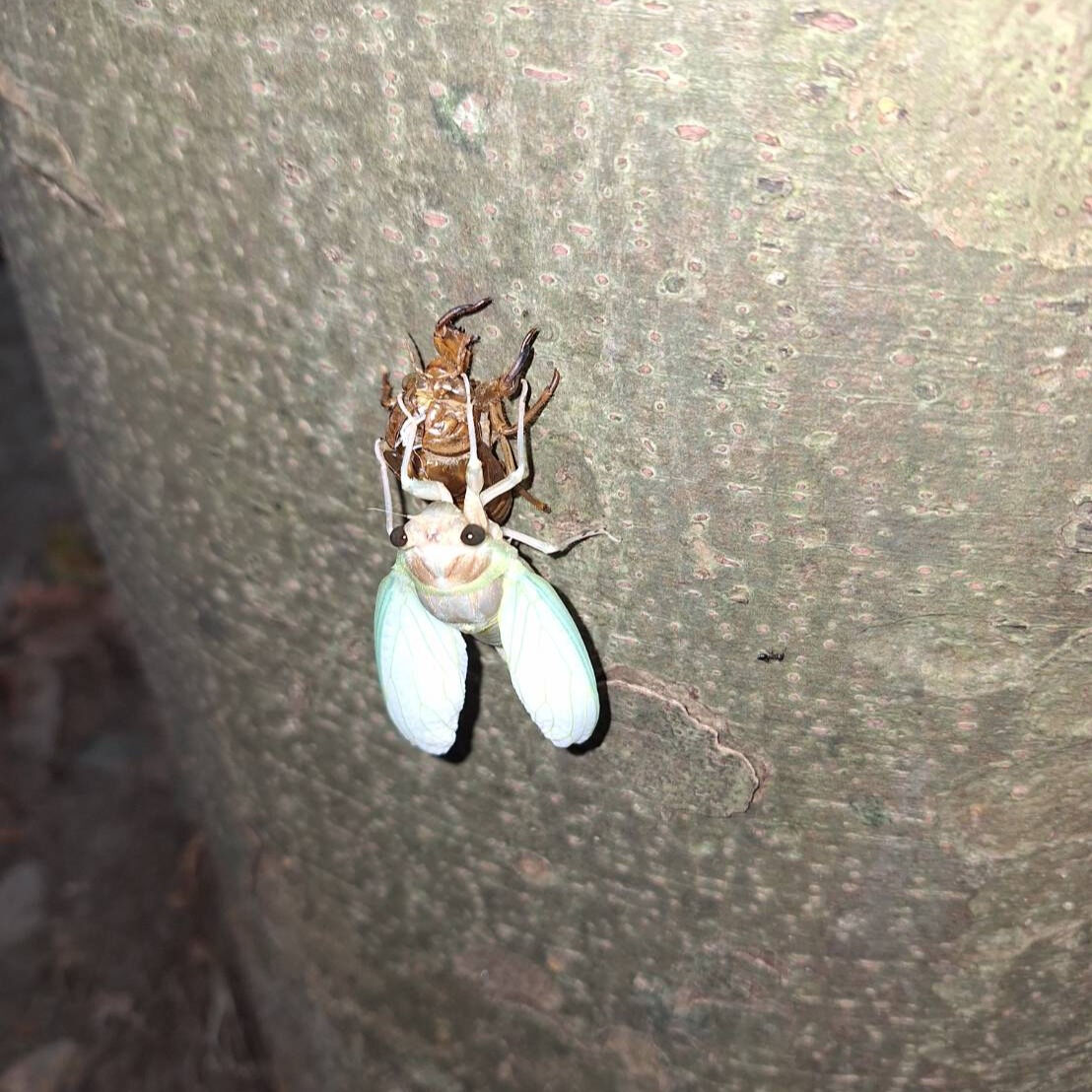 公園を散歩していると、蝉の羽化している最中を発見！