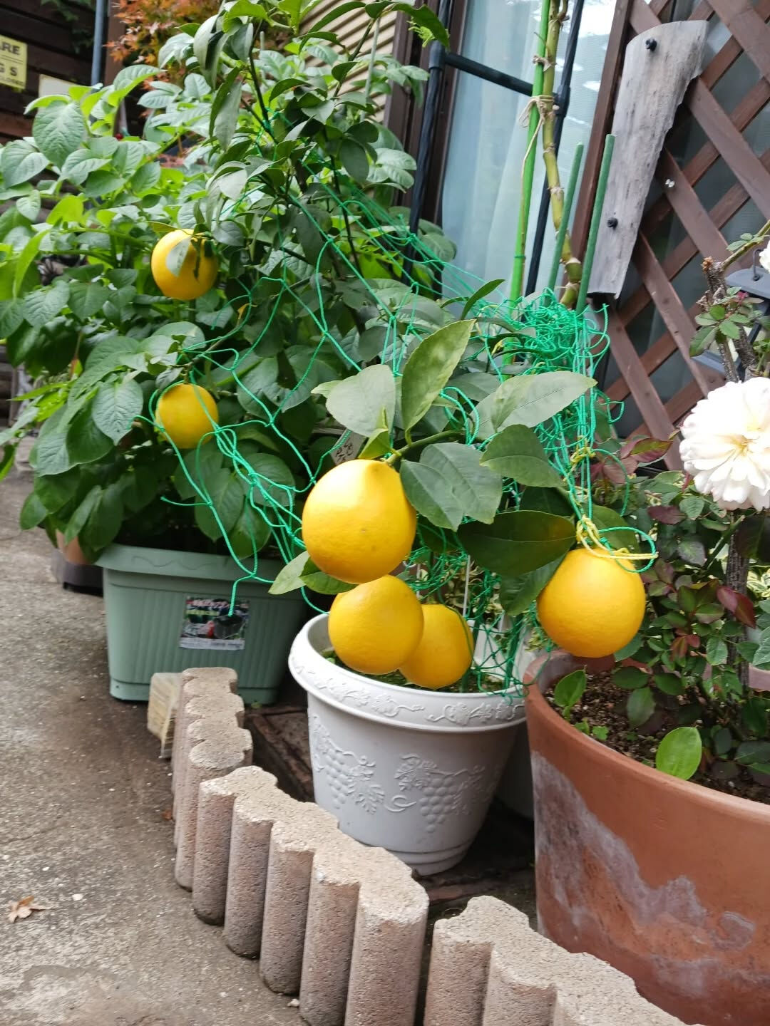 はちみつレモン🍋