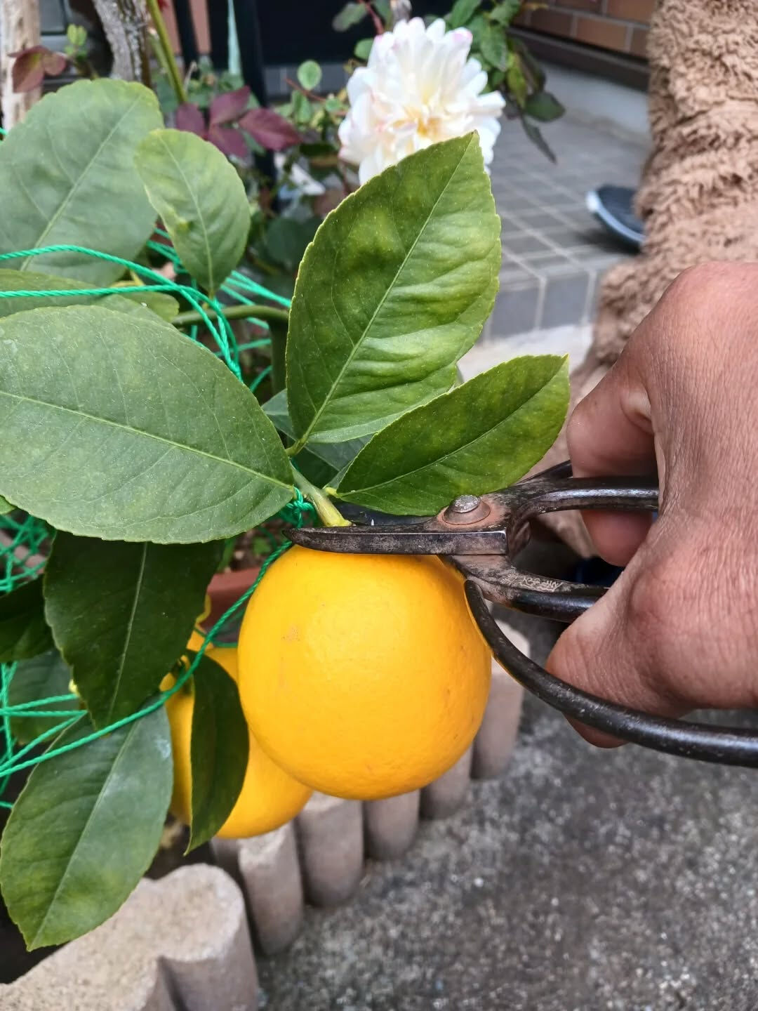 はちみつレモン🍋