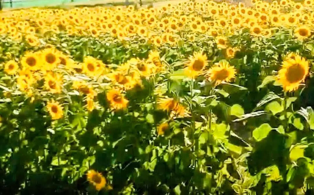 #向日葵#夏#ひまわり畑#元気