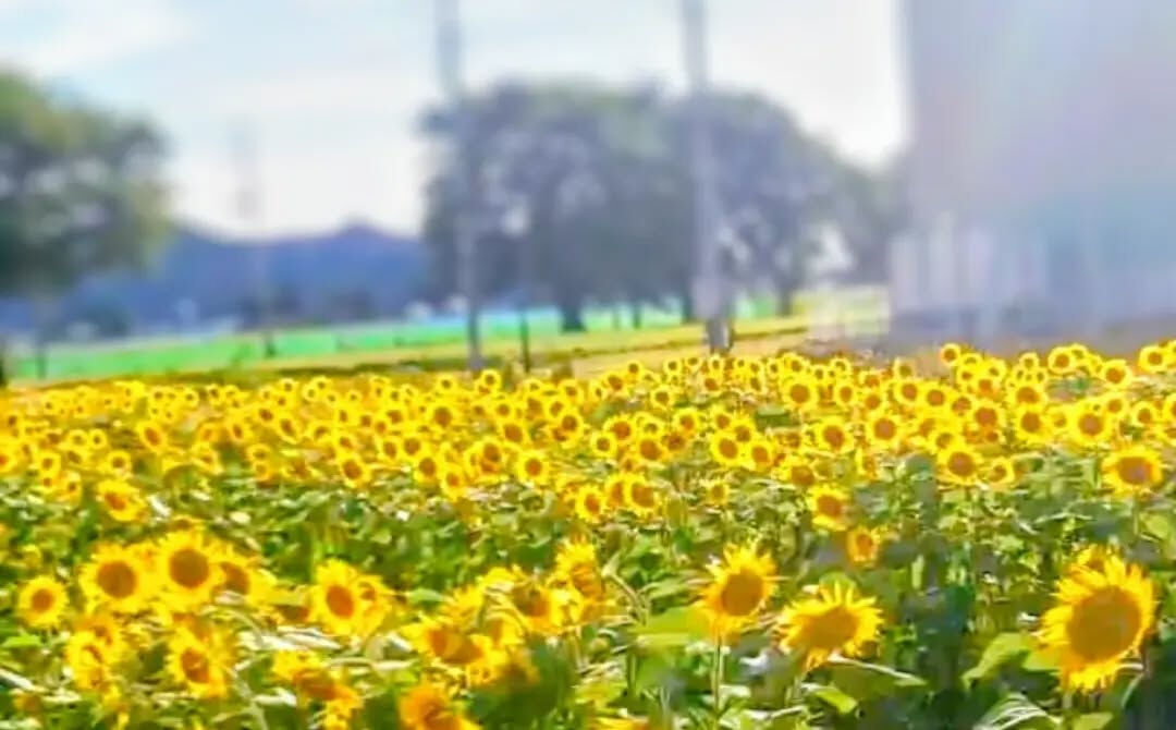 #向日葵#夏#ひまわり畑#元気