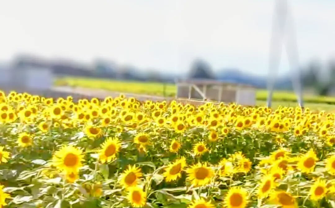 #向日葵#夏#ひまわり畑#元気